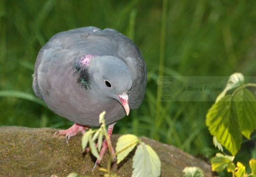 COLOMBELLA , Stock Dove, Columba oenas