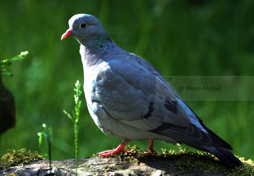 COLOMBELLA , Stock Dove, Columba oenas