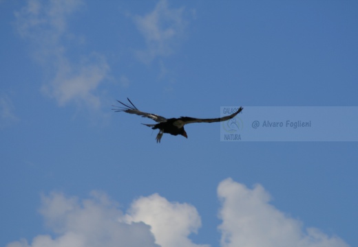 CONDOR; Condor; Gymnogyps californianus