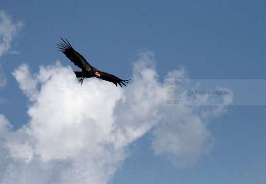 CONDOR; Condor; Gymnogyps californianus