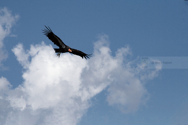 Condor IMG_9579 bis.jpg