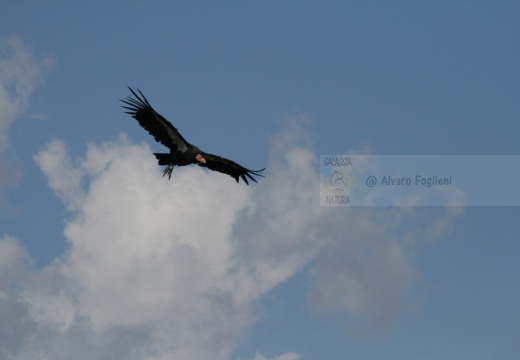 CONDOR; Condor; Gymnogyps californianus