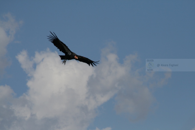 Condor IMG_9579.JPG