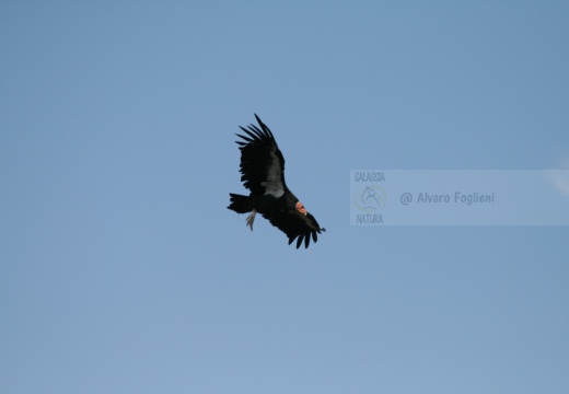 CONDOR; Condor; Gymnogyps californianus