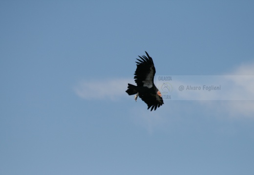 CONDOR; Condor; Gymnogyps californianus