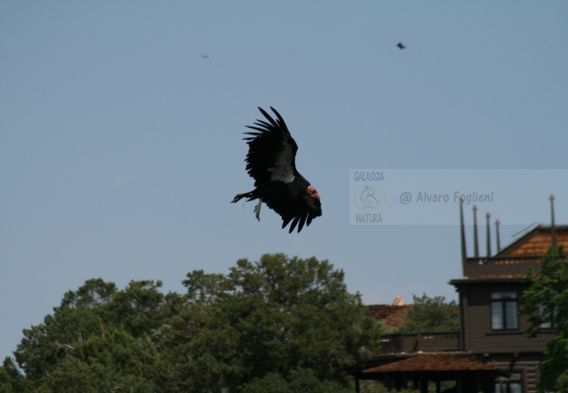 CONDOR; Condor; Gymnogyps californianus