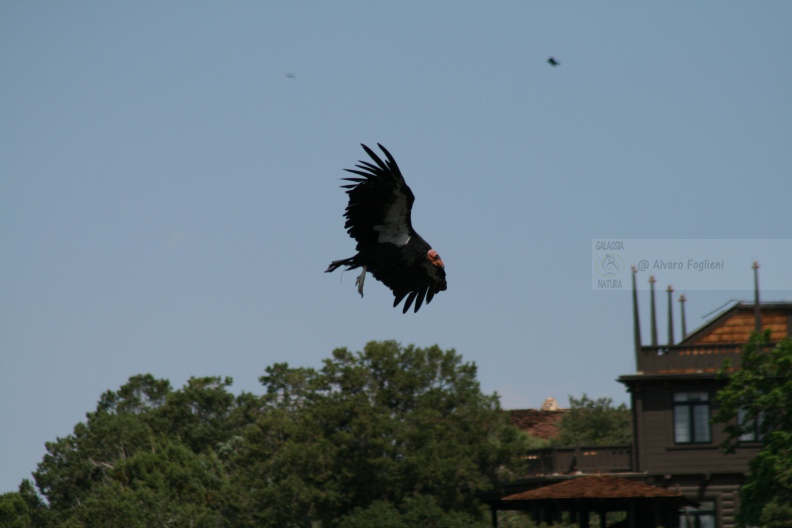 Condor IMG_9595.JPG