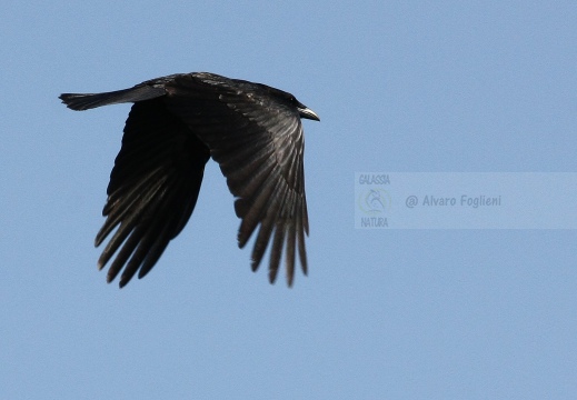 CORNACCHIA NERA , Carrion Crow, Corvus corone corone