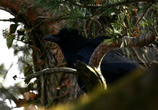 CORNACCHIA NERA , Carrion Crow, Corvus corone corone