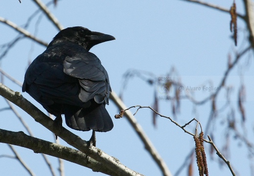 CORNACCHIA NERA , Carrion Crow, Corvus corone corone