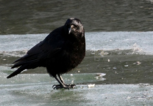 CORNACCHIA NERA , Carrion Crow, Corvus corone corone