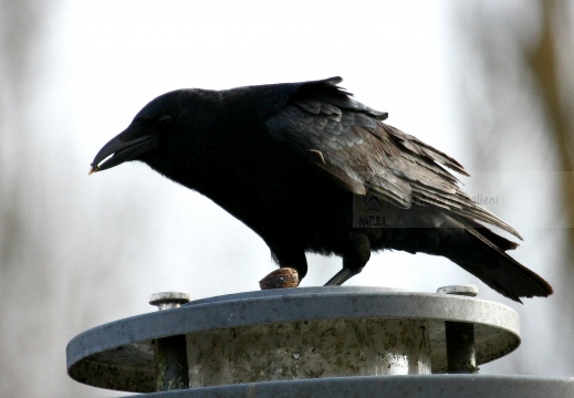 CORNACCHIA NERA , Carrion Crow, Corvus corone corone