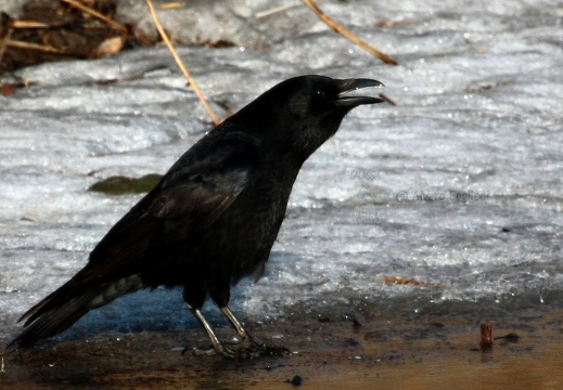 CORNACCHIA NERA , Carrion Crow, Corvus corone corone