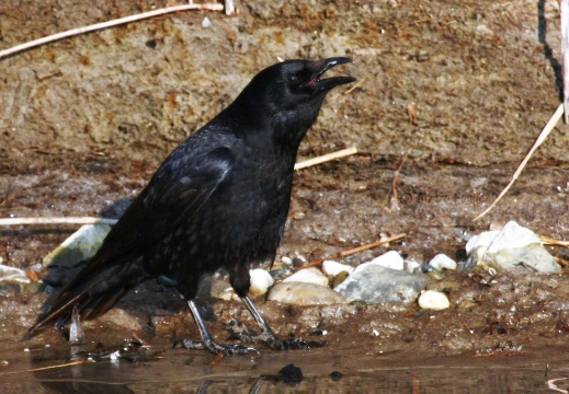 CORNACCHIA NERA , Carrion Crow, Corvus corone corone