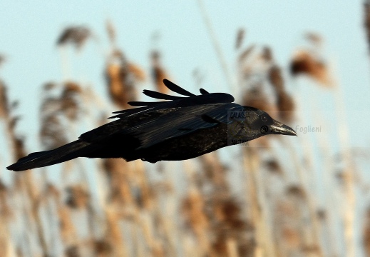 CORNACCHIA NERA , Carrion Crow, Corvus corone corone