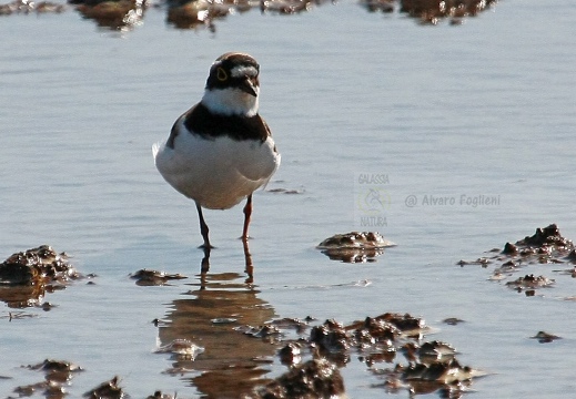 CORRIERE PICCOLO  - Little Ringed Plover - Charadrius dubius 