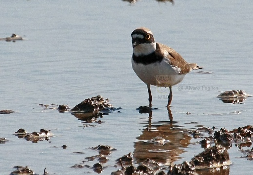 CORRIERE PICCOLO  - Little Ringed Plover - Charadrius dubius 