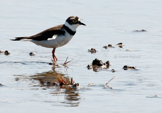 CORRIERE PICCOLO  - Little Ringed Plover - Charadrius dubius 