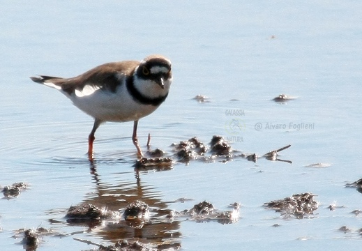 CORRIERE PICCOLO  - Little Ringed Plover - Charadrius dubius 