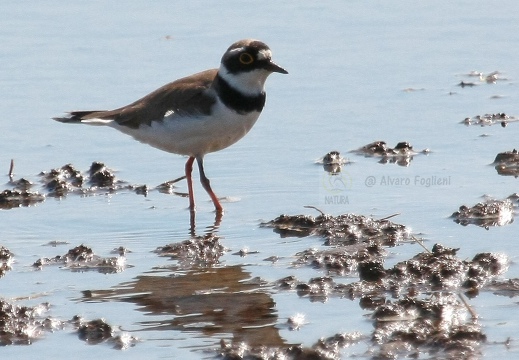 CORRIERE PICCOLO  - Little Ringed Plover - Charadrius dubius 