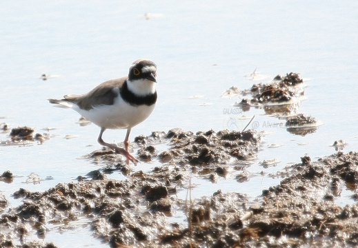 CORRIERE PICCOLO  - Little Ringed Plover - Charadrius dubius 