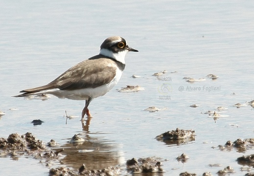 CORRIERE PICCOLO  - Little Ringed Plover - Charadrius dubius 