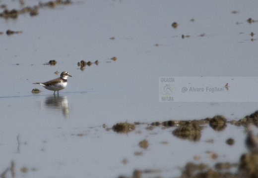 CORRIERE PICCOLO  - Little Ringed Plover - Charadrius dubius 