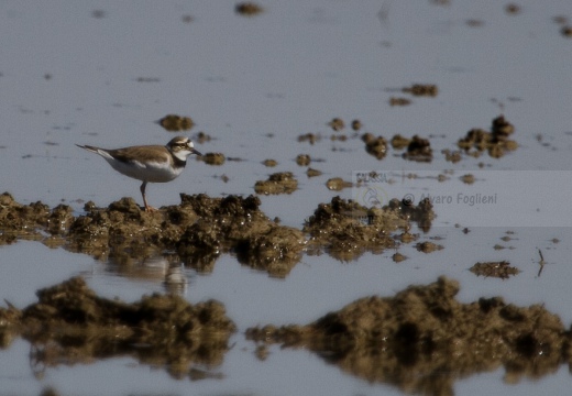 CORRIERE PICCOLO  - Little Ringed Plover - Charadrius dubius 