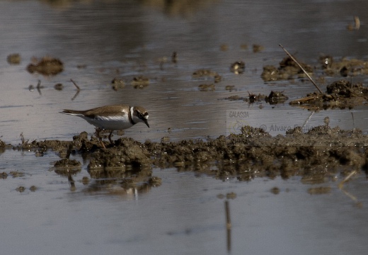 CORRIERE PICCOLO  - Little Ringed Plover - Charadrius dubius 