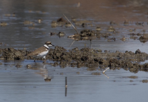 CORRIERE PICCOLO  - Little Ringed Plover - Charadrius dubius 