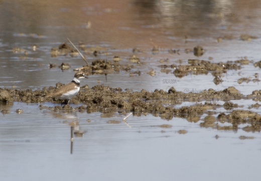 CORRIERE PICCOLO  - Little Ringed Plover - Charadrius dubius 