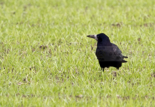 CORVO COMUNE, Rook, Corvus frugilegus