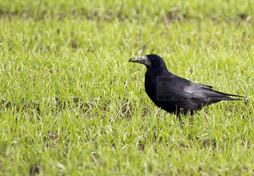 CORVO COMUNE, Rook, Corvus frugilegus