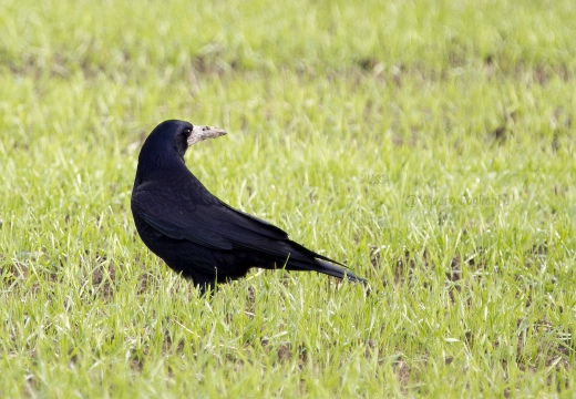 CORVO COMUNE, Rook, Corvus frugilegus