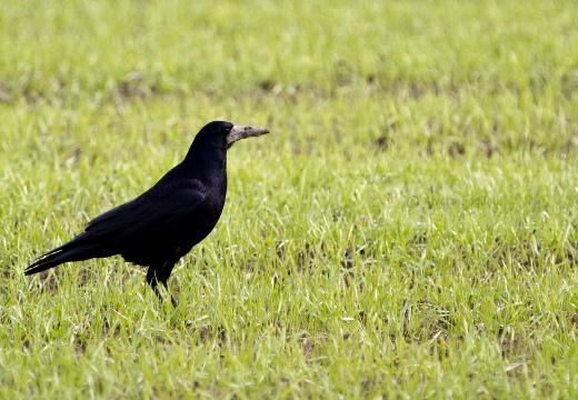 CORVO COMUNE, Rook, Corvus frugilegus