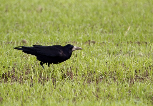 CORVO COMUNE, Rook, Corvus frugilegus