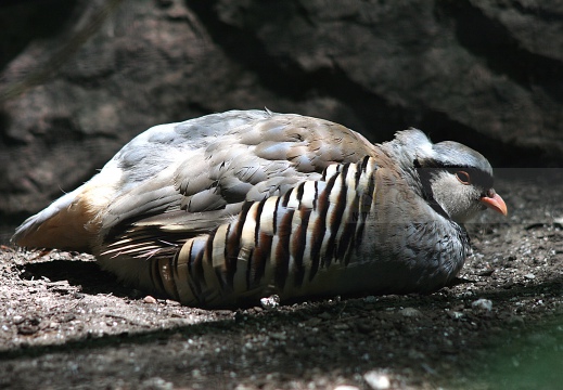 COTURNICE, Rock Partridge, Alectoris graeca