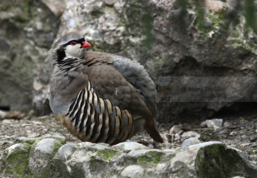 COTURNICE, Rock Partridge, Alectoris graeca