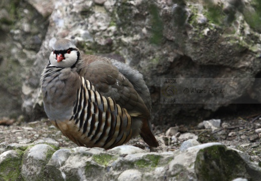 COTURNICE, Rock Partridge, Alectoris graeca