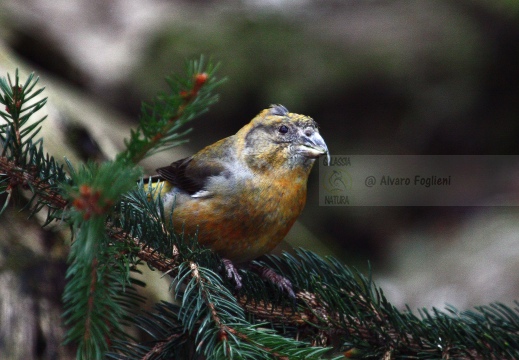 CROCIERE, Common Crossbill, Loxia curvirostra
