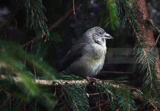 CROCIERE, Common Crossbill, Loxia curvirostra