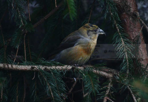 CROCIERE, Common Crossbill, Loxia curvirostra