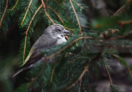 CROCIERE, Common Crossbill, Loxia curvirostra