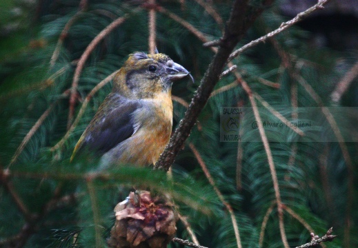 CROCIERE, Common Crossbill, Loxia curvirostra