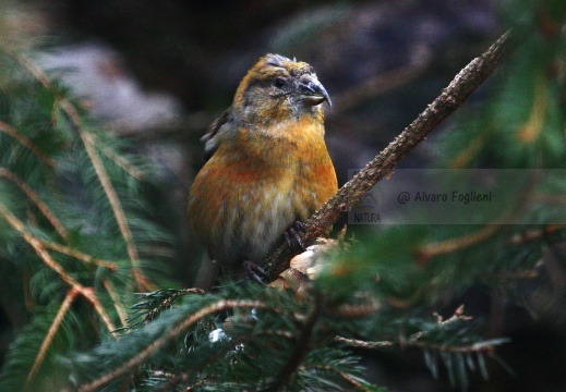 CROCIERE, Common Crossbill, Loxia curvirostra