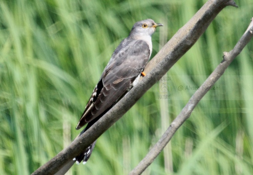 CUCULO, Cuckoo, Cuculus canorus 