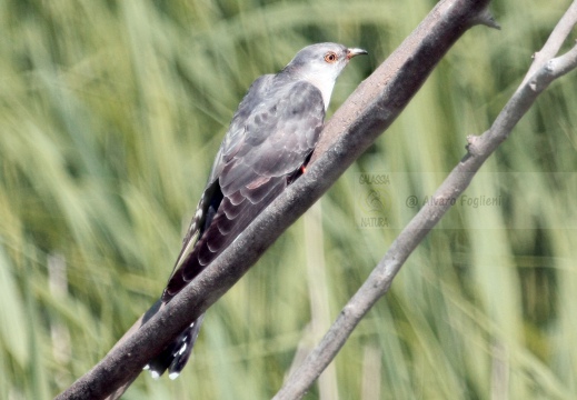 CUCULO, Cuckoo, Cuculus canorus 