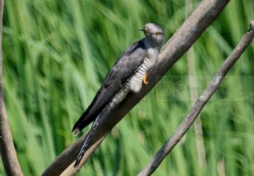 CUCULO, Cuckoo, Cuculus canorus 