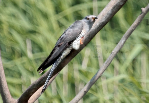 CUCULO, Cuckoo, Cuculus canorus 