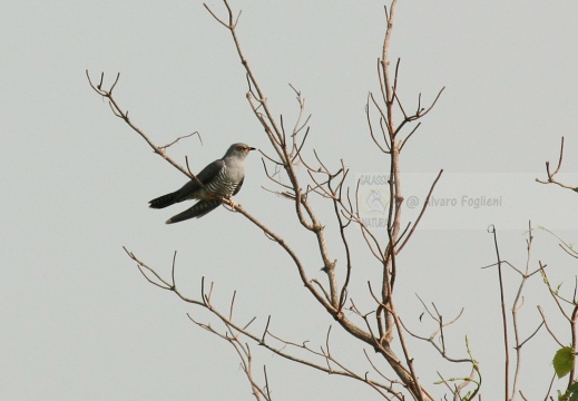 CUCULO, Cuckoo, Cuculus canorus 